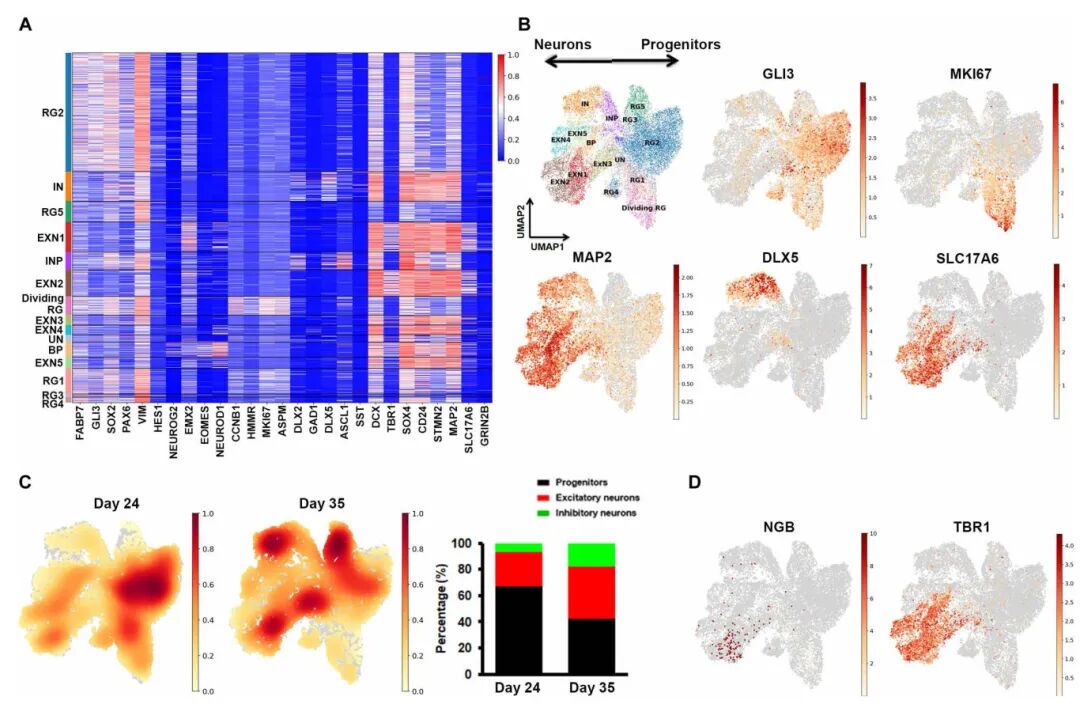 图4 使用scRNA-seq在hCOs的第24天和第35天进行细胞类型鉴定