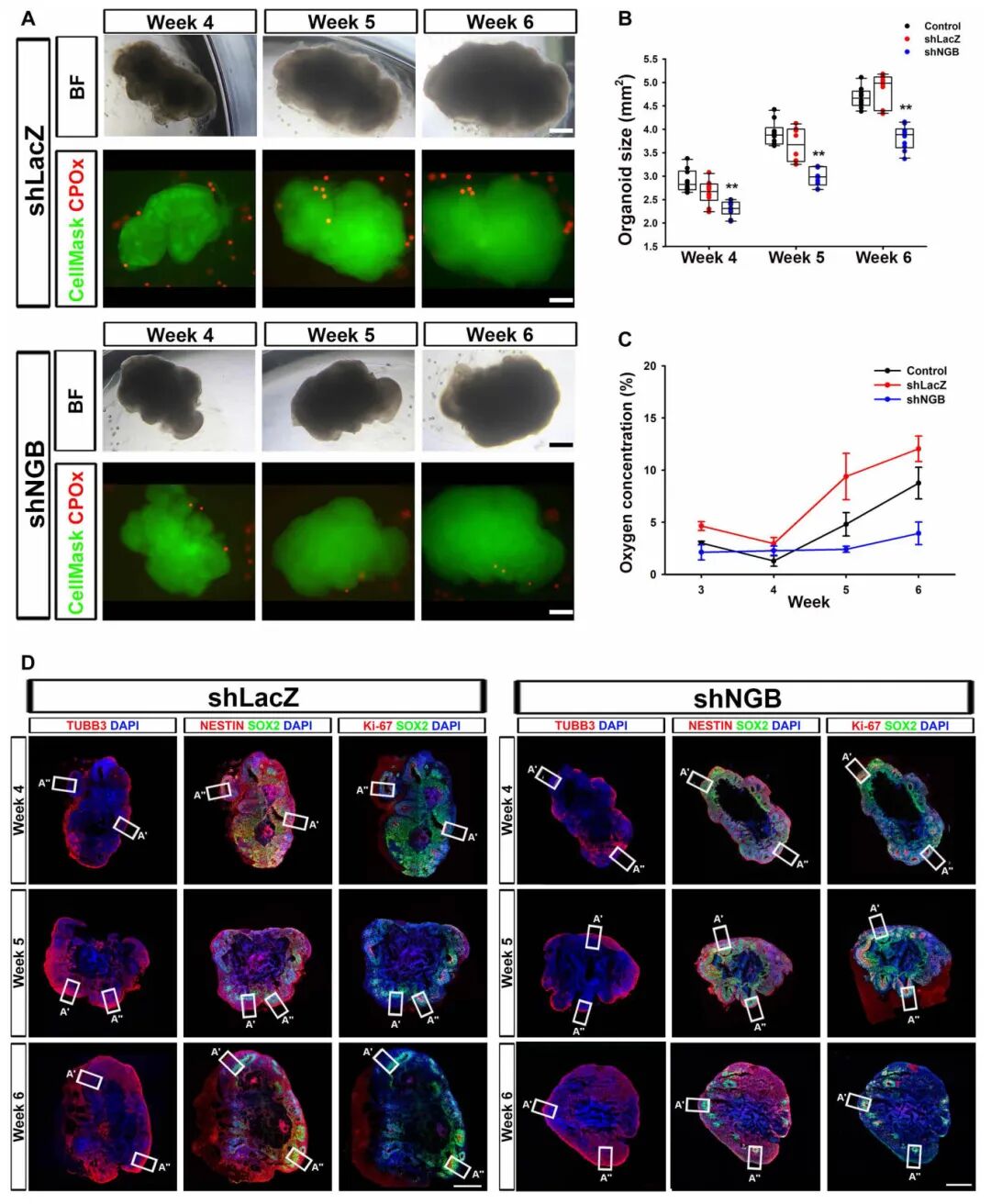 图5 shLacZ和NGB敲除(shNGB)hCOs的类器官内氧张力、结构和细胞组成