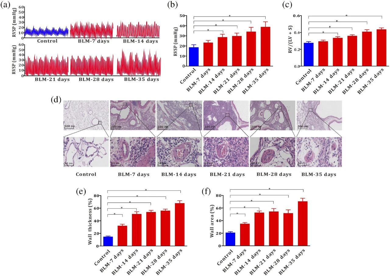 图 2：博来霉素诱导大鼠肺动脉高压相关指标进行性升高