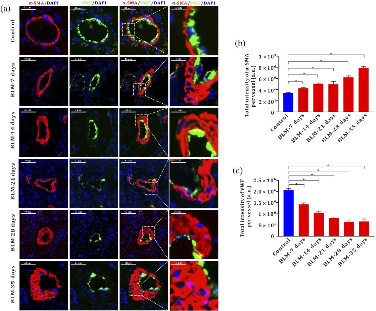 图 3：博来霉素诱导大鼠肺动脉内皮进行性损伤