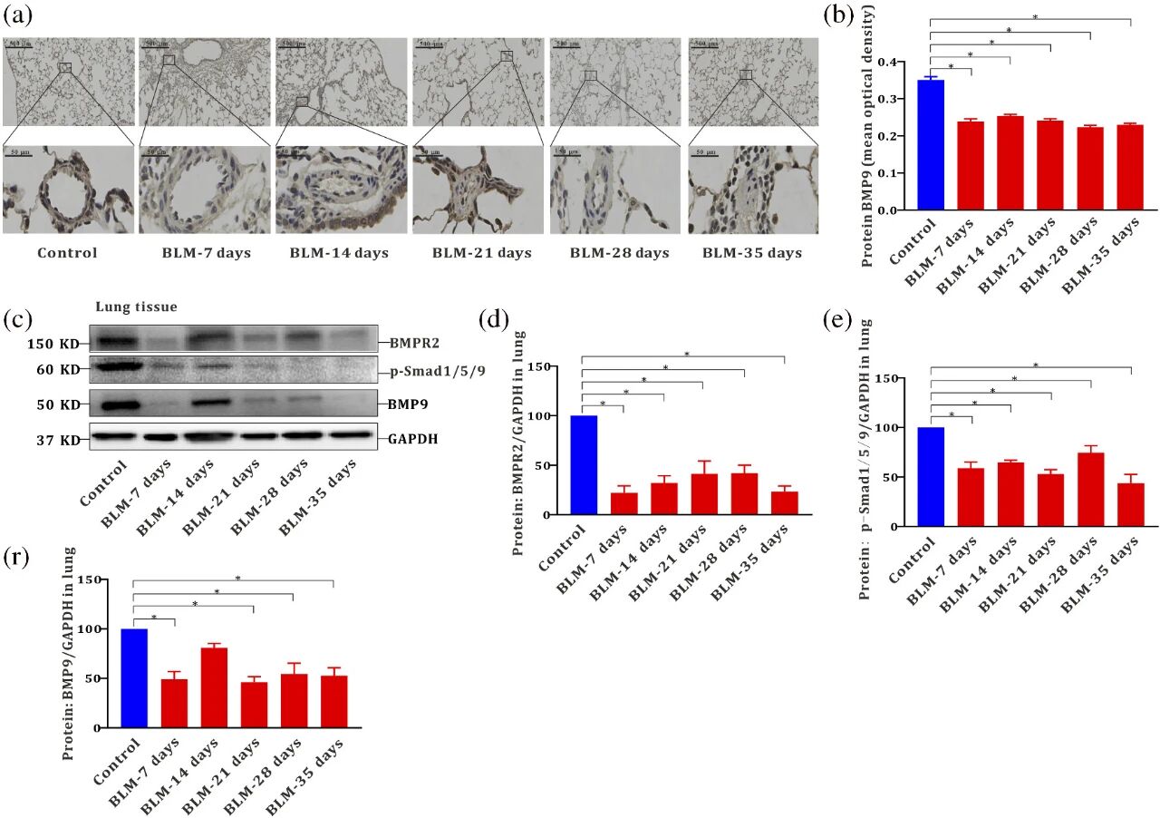 图 4：博来霉素诱导大鼠肺组织 BMP9/BMPR2/SMAD 通路持续下调