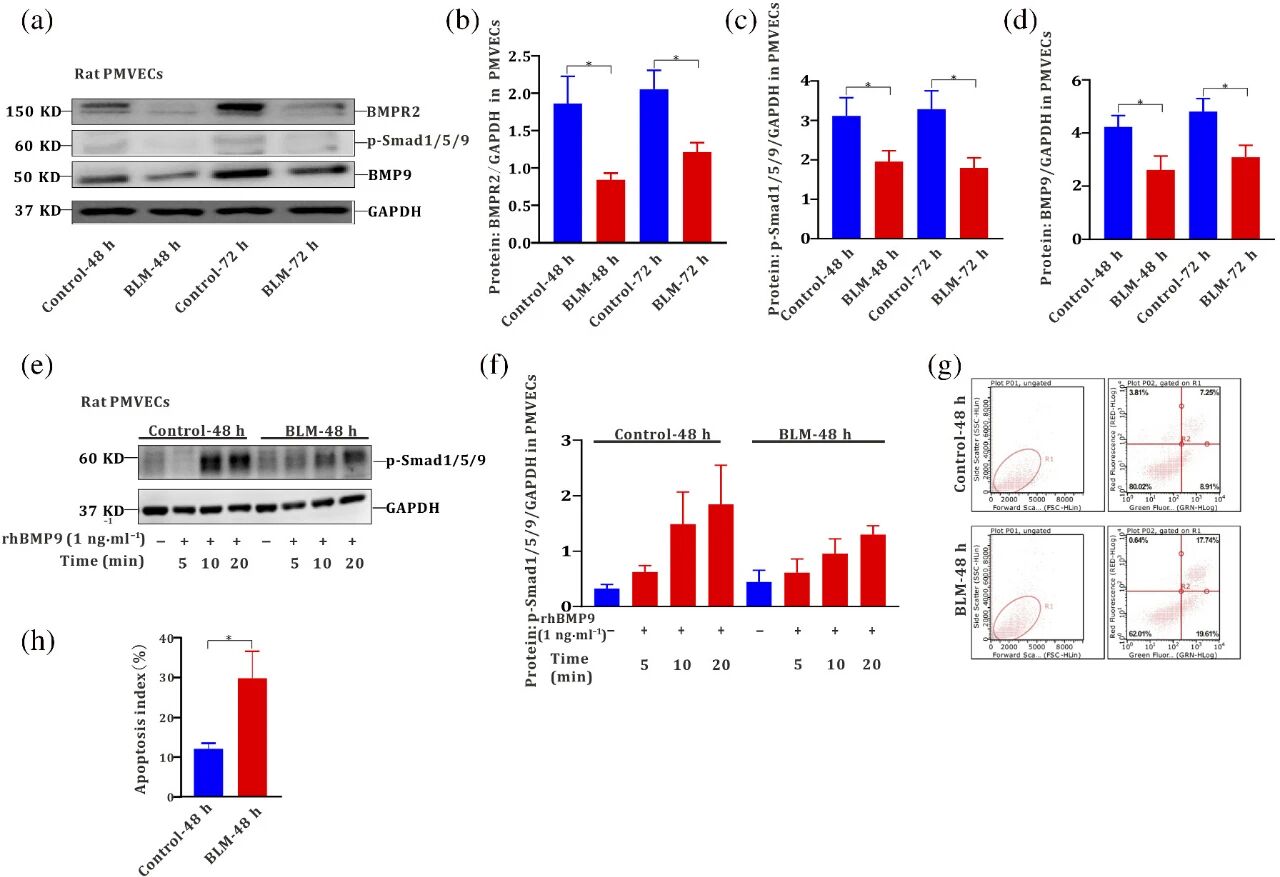 图 5：博来霉素下调原代 PMVECs 中 BMP9/BMPR2/SMAD 通路并诱导凋亡