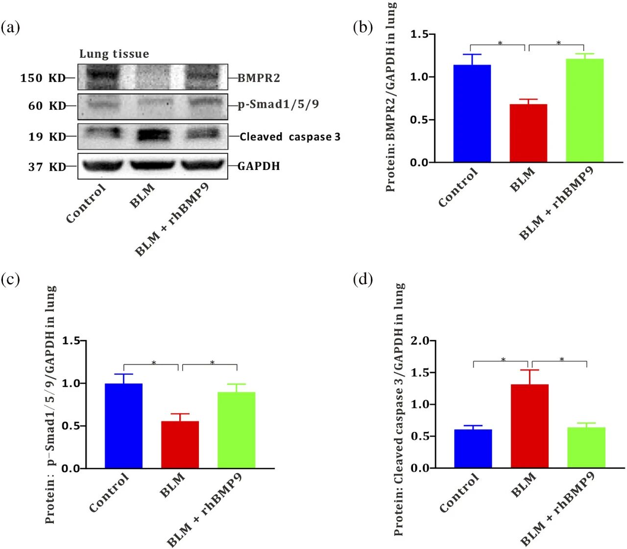 图 8：rhBMP9 恢复博来霉素下调的 BMP9/BMPR2/SMAD 通路