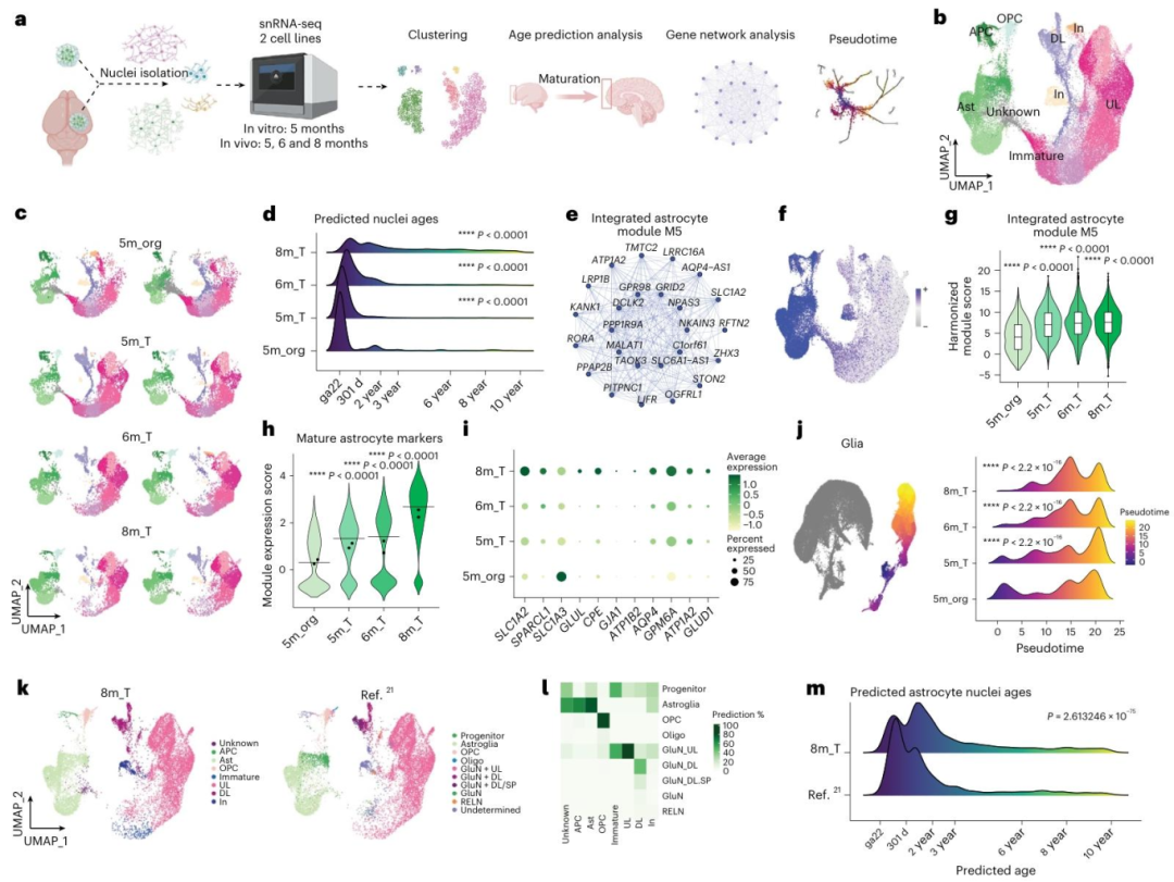 图 4：移植类器官中细胞成熟度增强