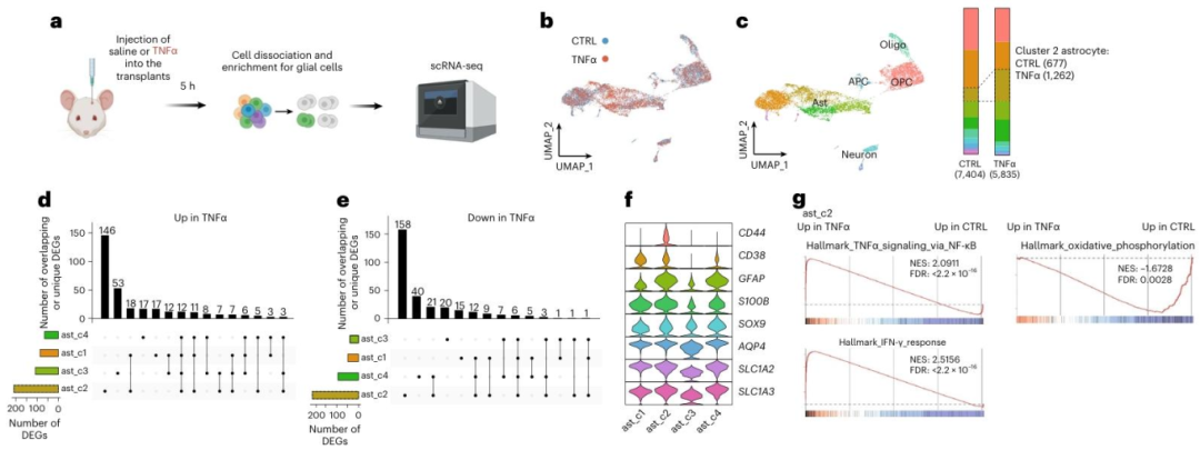 图 5：炎症反应中星形胶质细胞的促炎通路激活