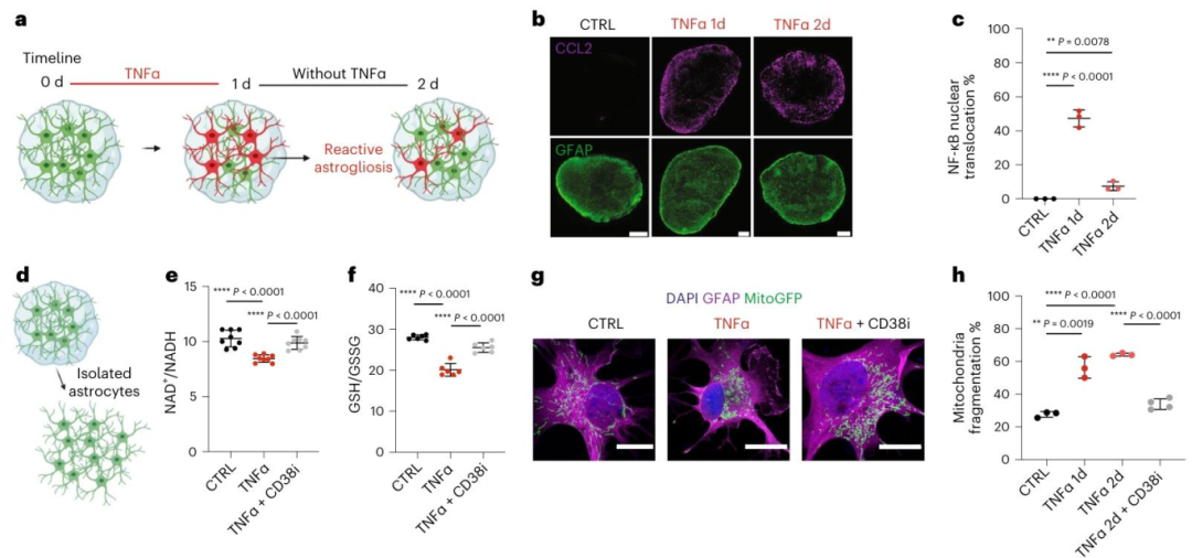 图 6：CD38 介导炎症诱导的星形胶质细胞应激
