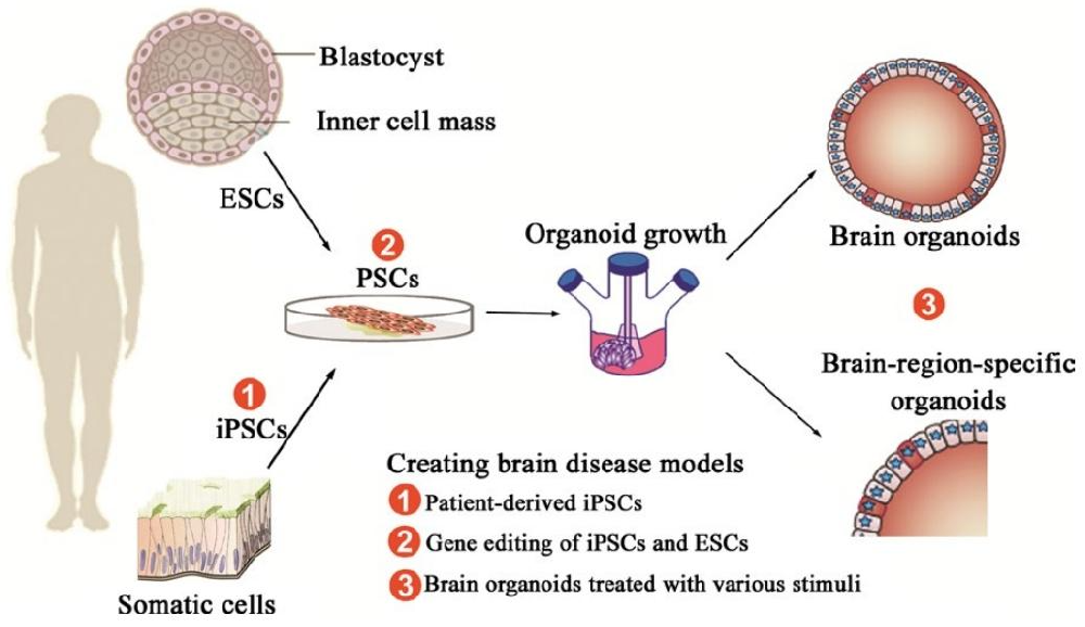 图 1：脑类器官的生成及疾病模型建立示意图