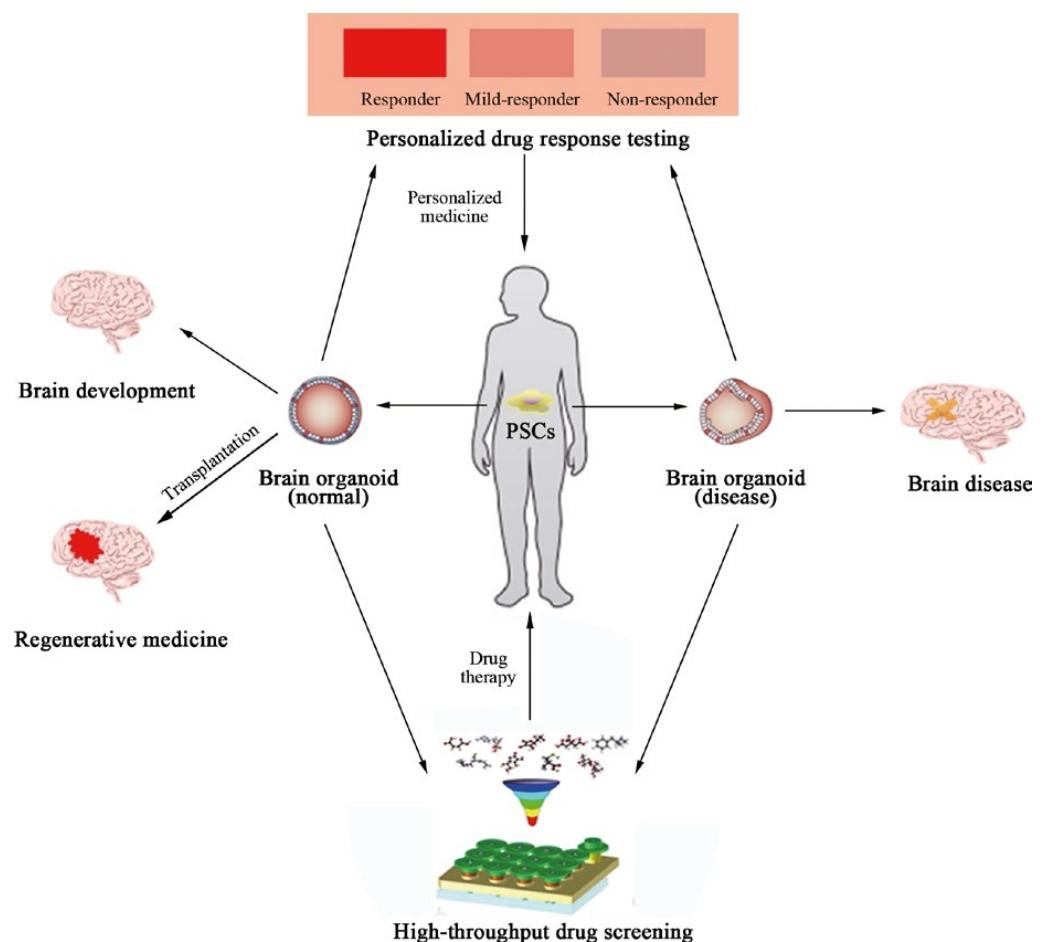 图 2：脑类器官的应用示意图