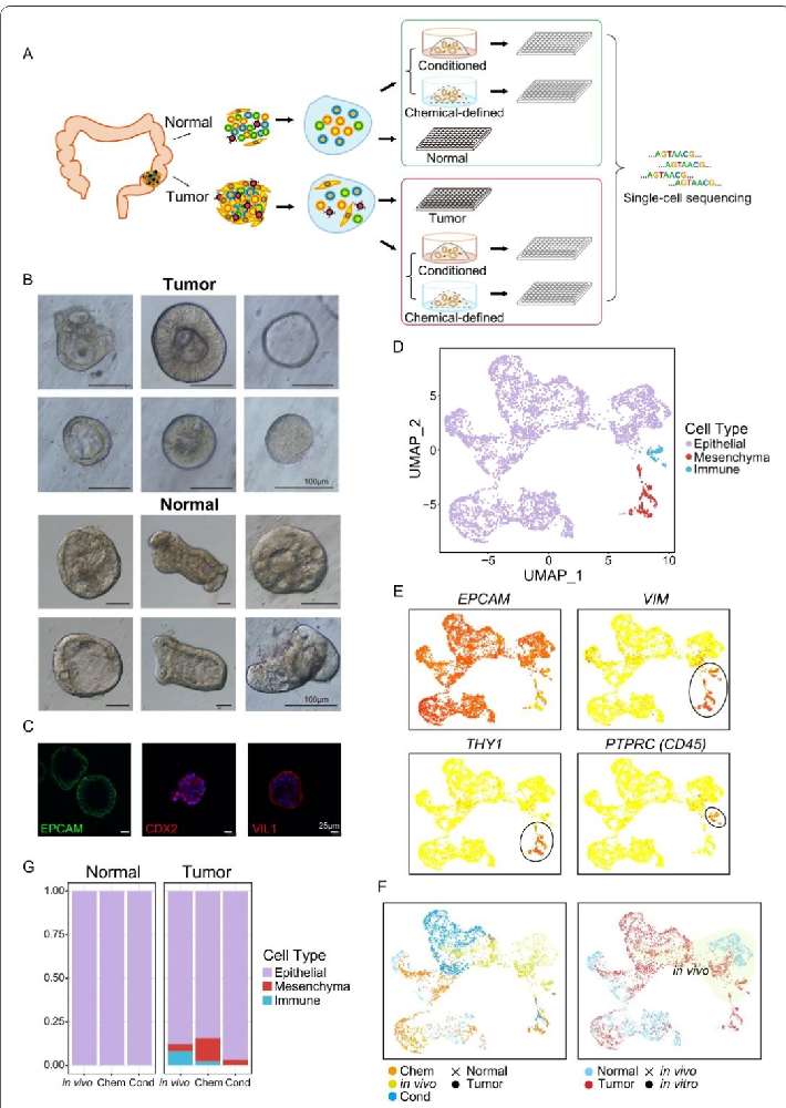 图 1：类器官培养及单细胞转录组分析流程