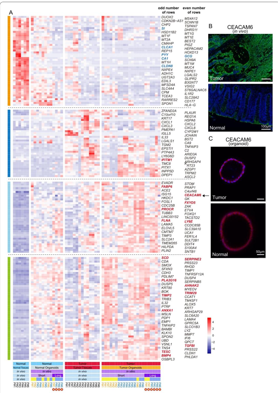 图 2：正常组织类器官的肿瘤样转录特征