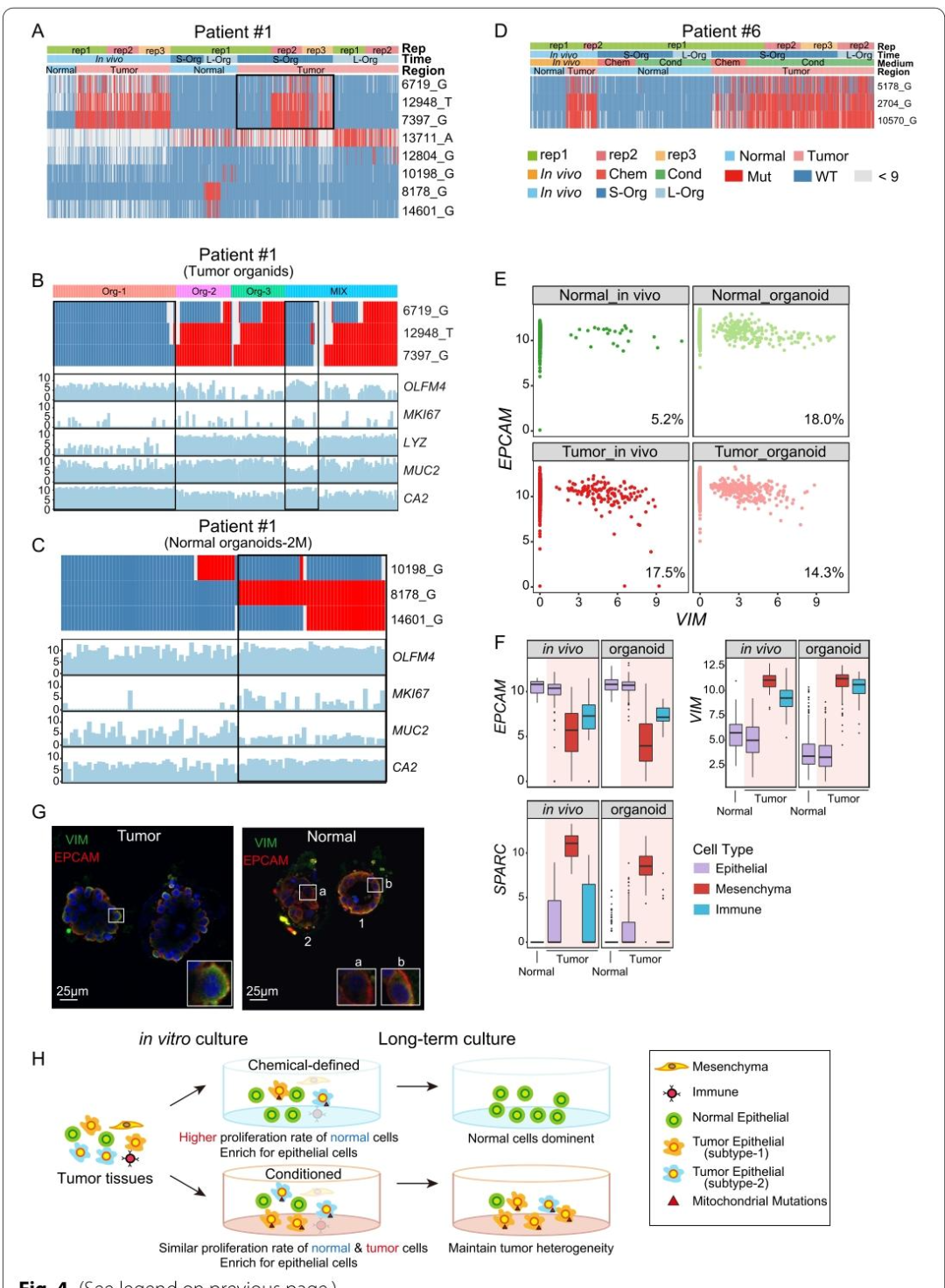 图 4：线粒体突变追踪类器官克隆结构