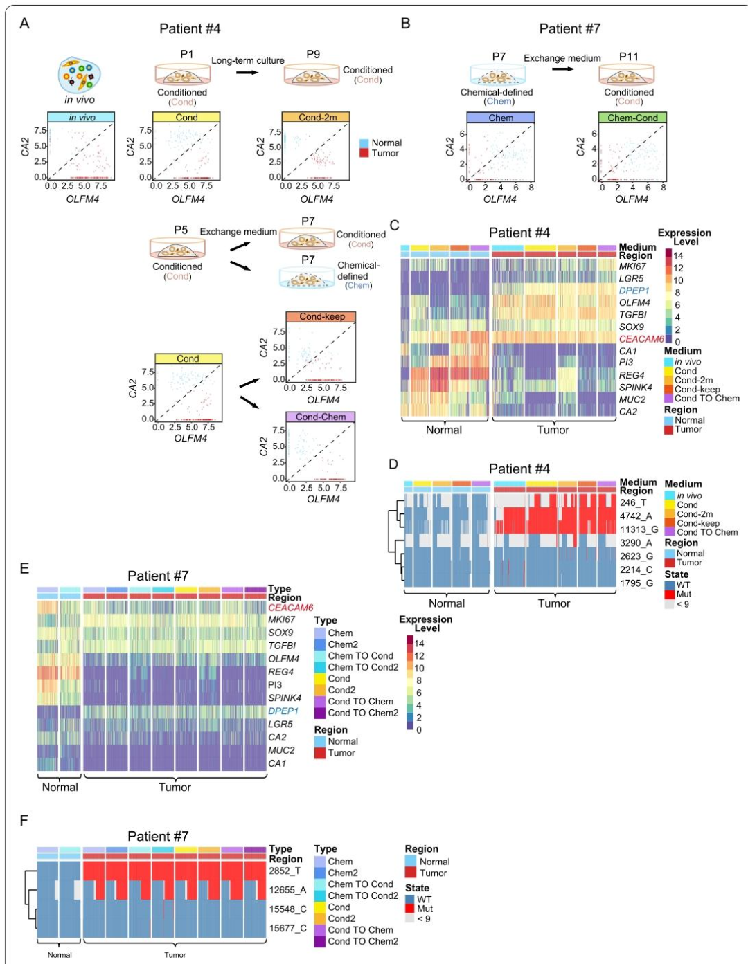 图 5：培养基交换对转录组的影响