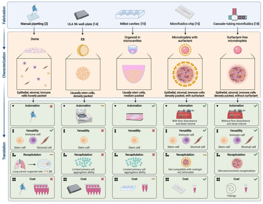 图 2：工程化与非工程化类器官制造方法对比