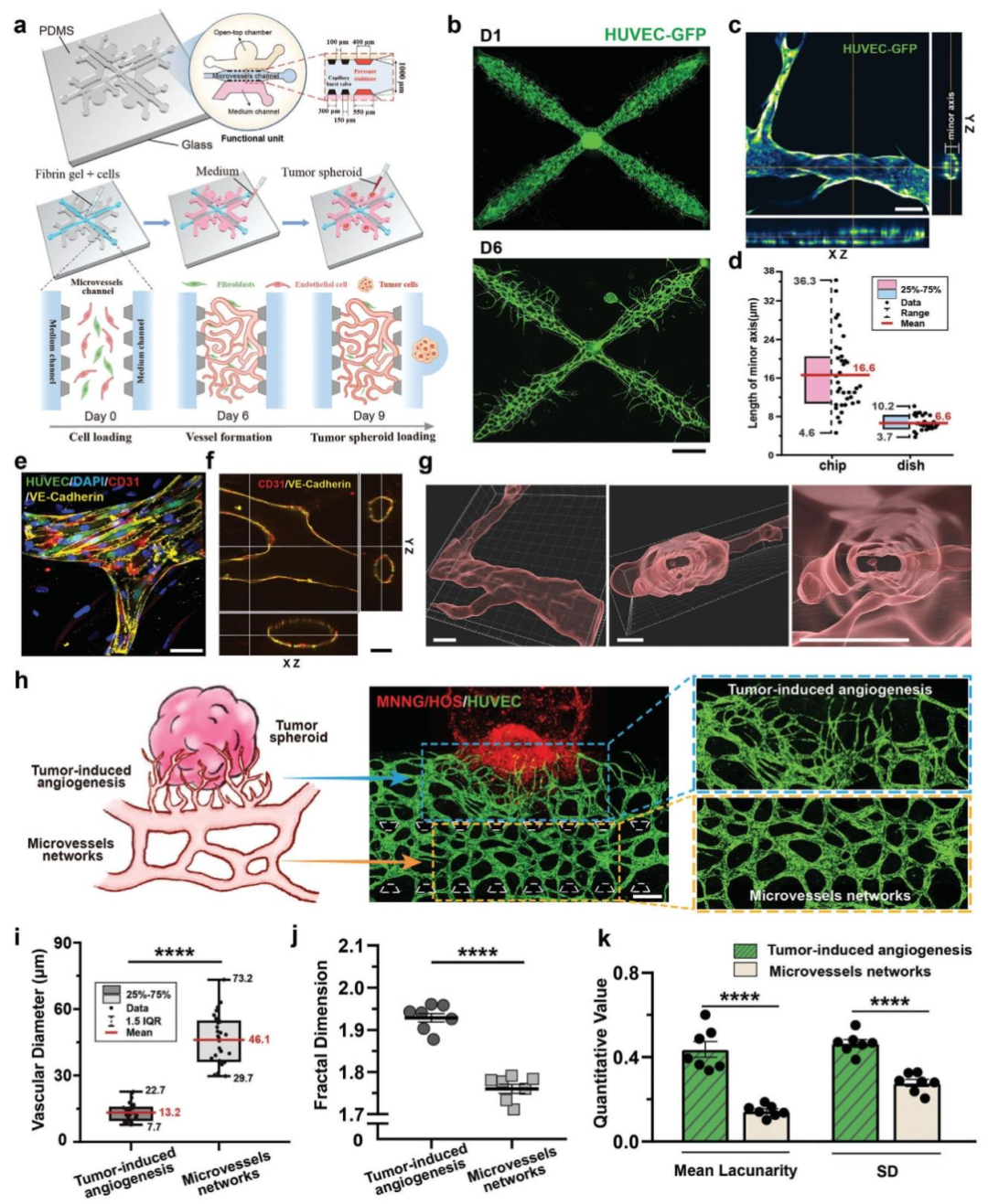 图2:hTPV 芯片构建肿瘤血管周围微环境