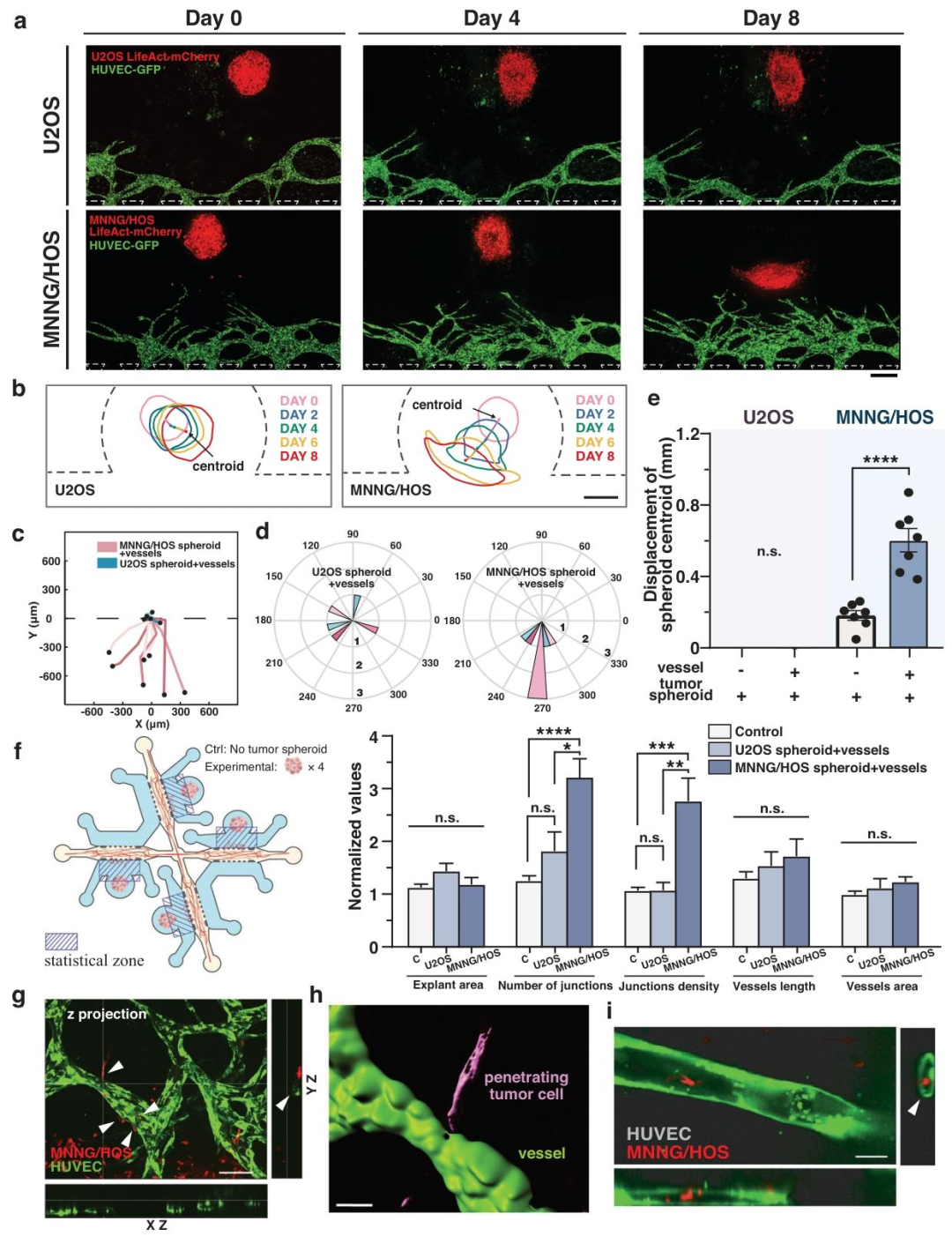 图3:不同转移潜能肿瘤细胞的血管互作差异