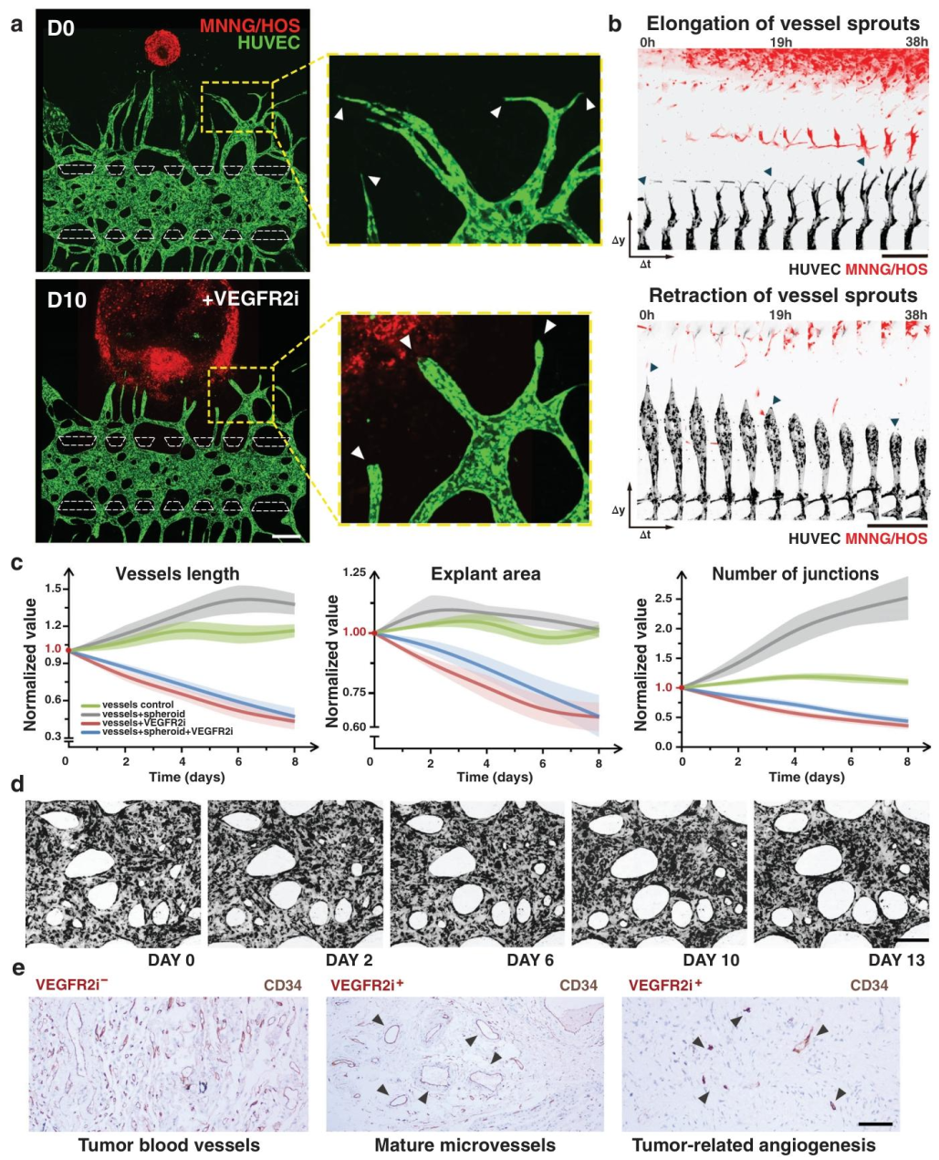 图5:抗血管生成药物的靶向效应