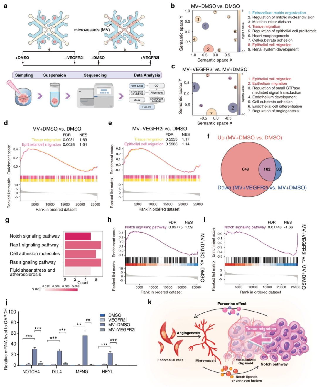 图6:Notch 通路调控肿瘤向血管迁移