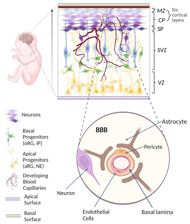 图 1：体内人脑发育与血管形成
