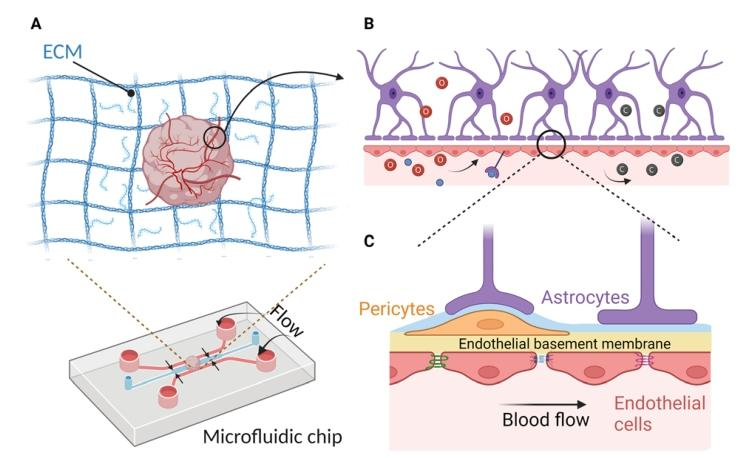图 4：血管化脑类器官的 BBB 微环境
