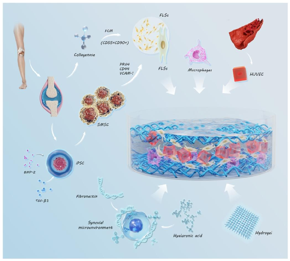图 1：滑膜类器官的构建流程