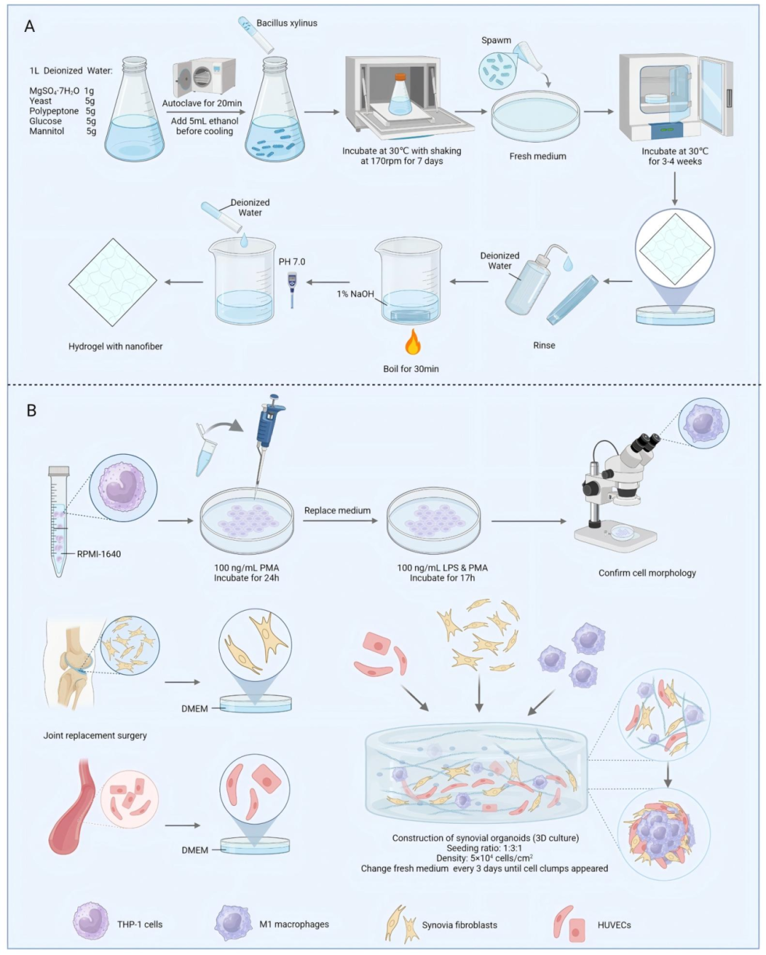图 2：滑膜类器官构建的通用方案