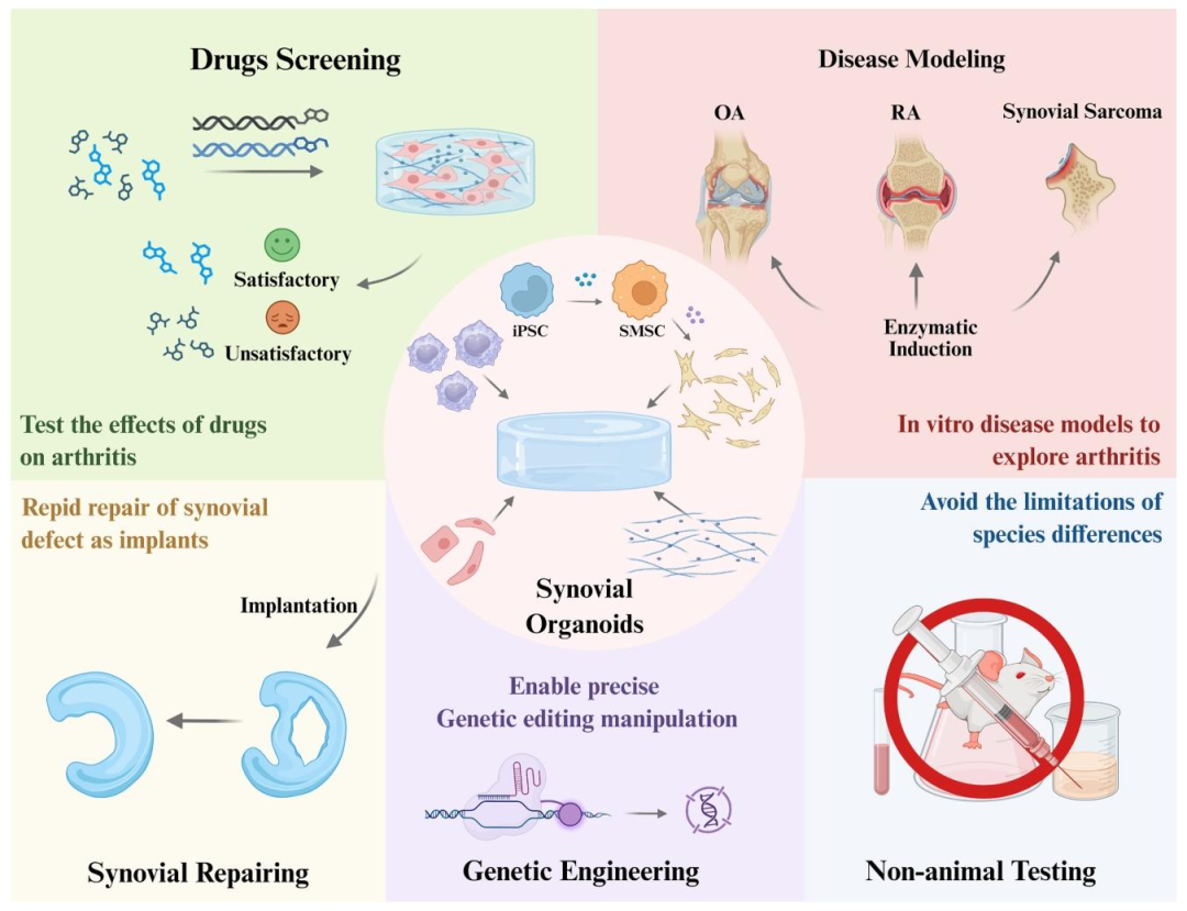 图 3：滑膜类器官的发展方向