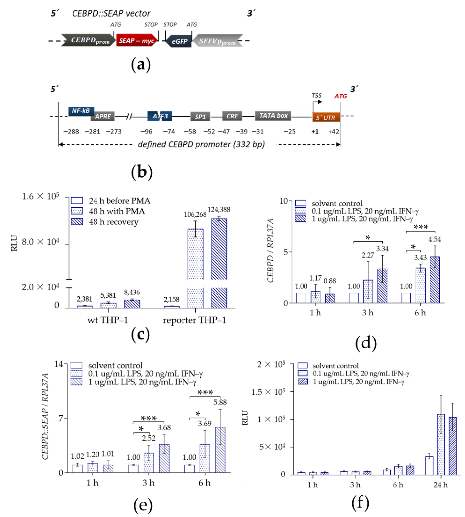 图 2：THP-1 来源CEBPD::SEAP 报告巨噬细胞系的验证