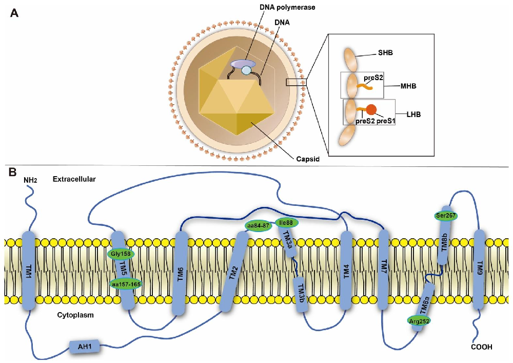 图 1：HBV 与 NTCP 的分子结构特征