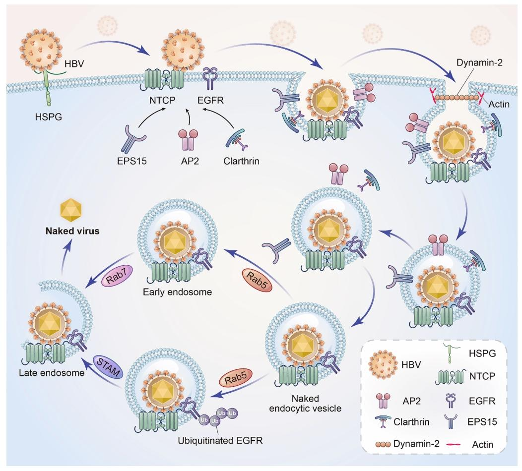 图 3：NTCP 介导 HBV 入侵肝细胞的分子机制