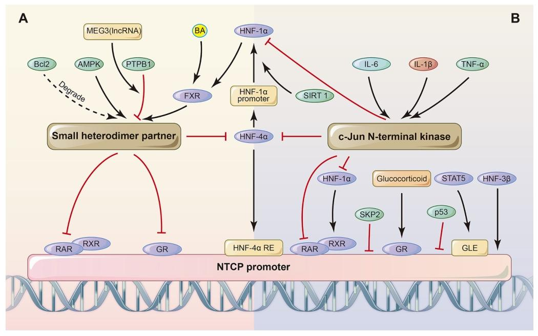 图 4：NTCP 的转录调控机制