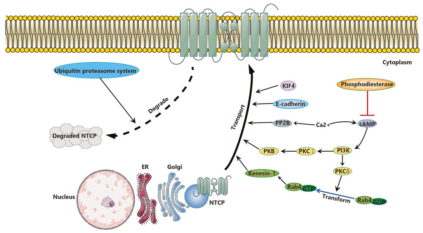 图 5：NTCP 细胞膜定位的调控机制