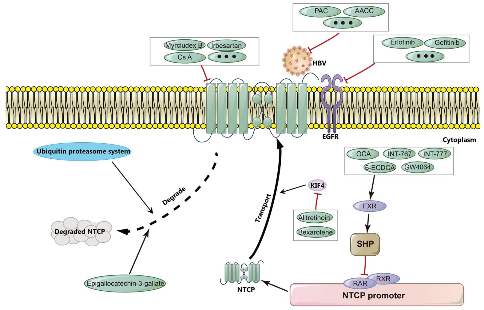 图 6：各类抗 HBV 药物的作用机制