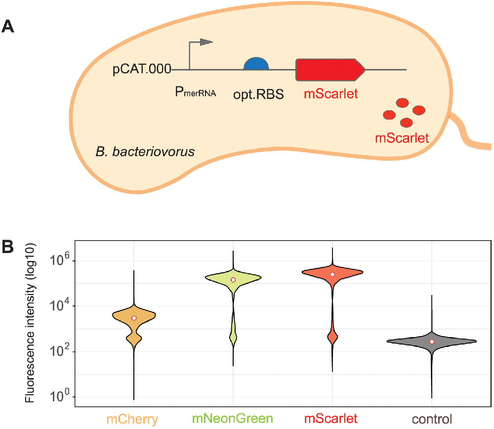 图 1:筛选 B. bacteriovorus 最优荧光报告蛋白