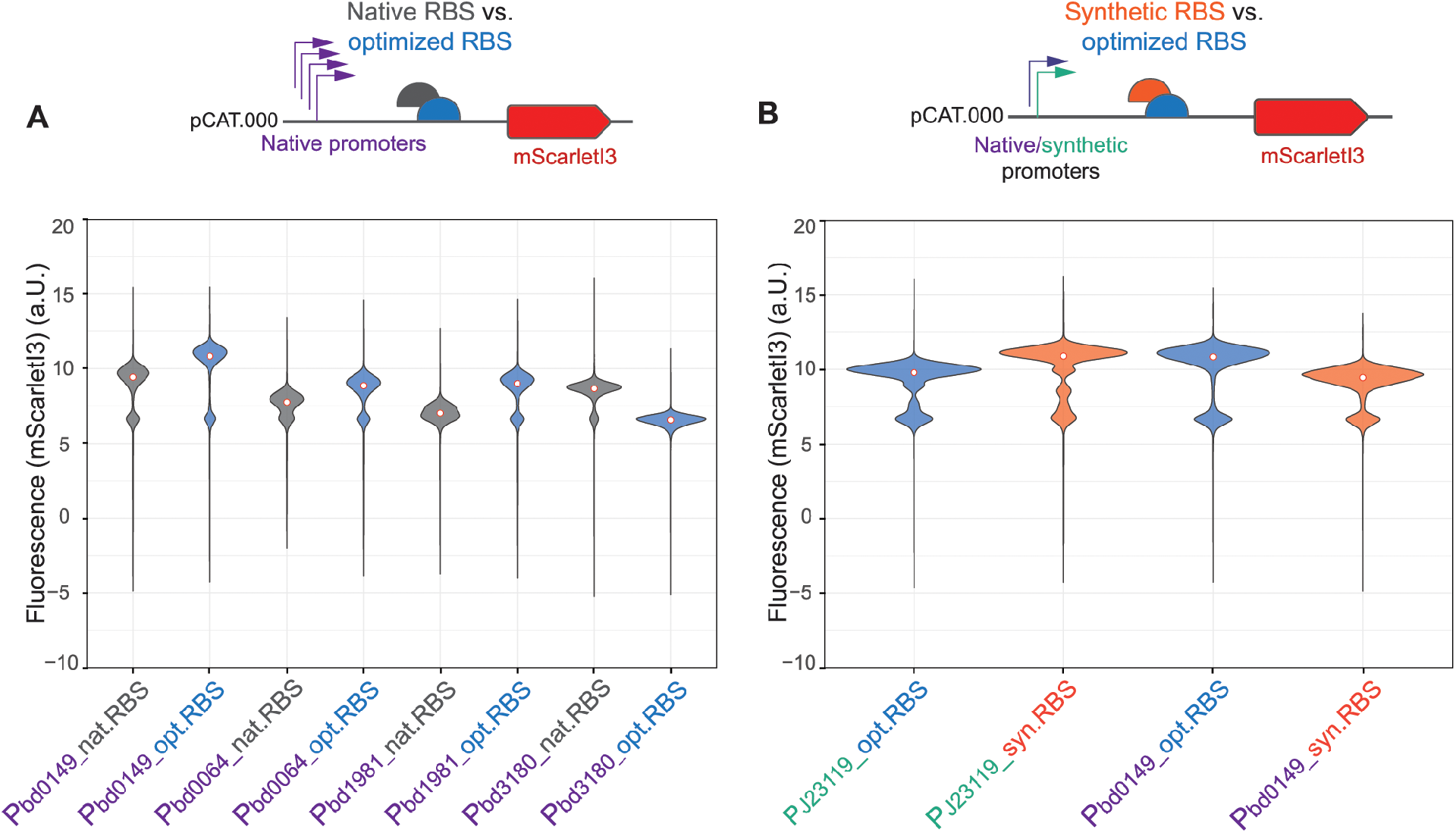 图 4:RBS 优化增强基因表达效率