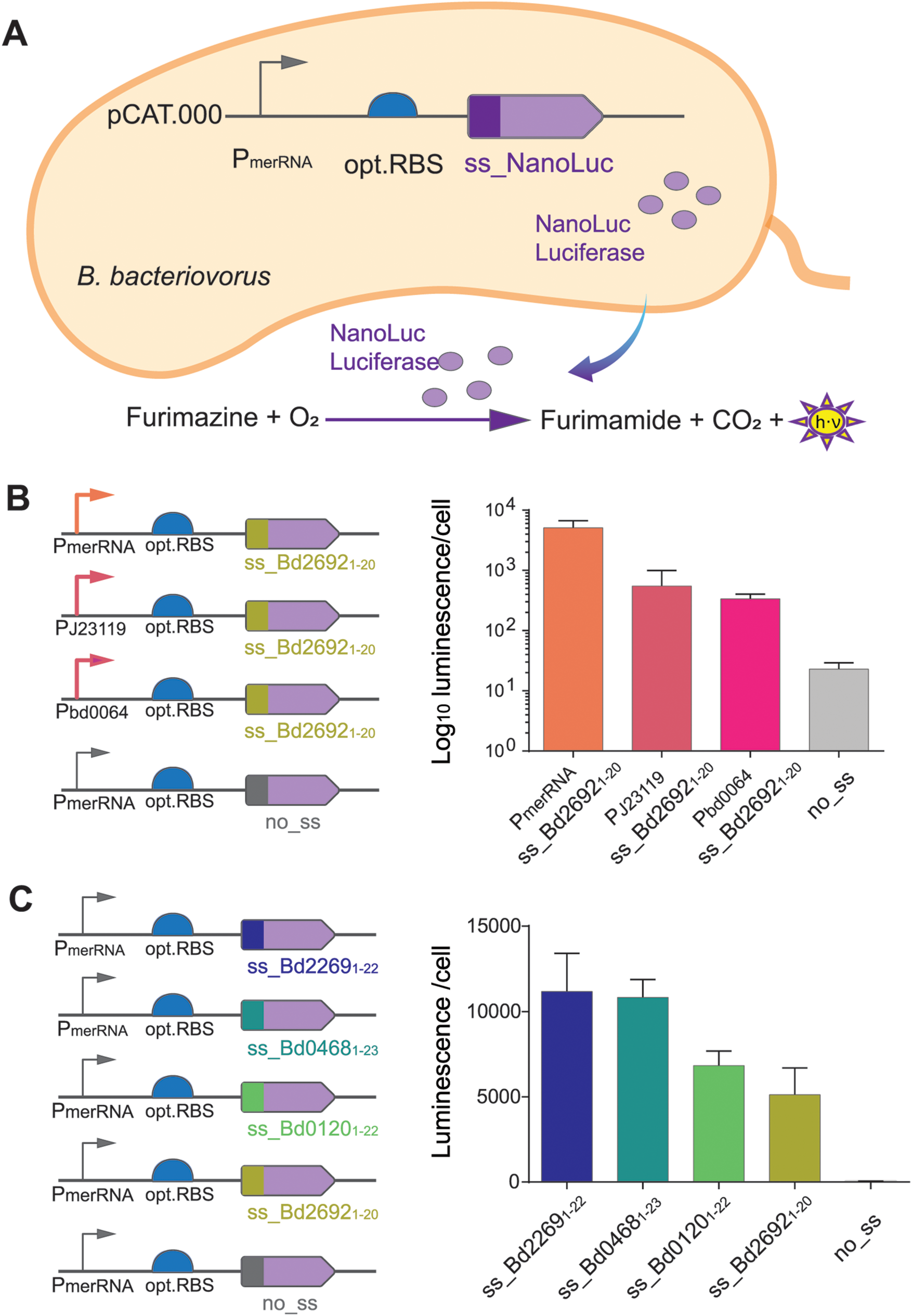 图 5:建立 NanoLuc 基于的蛋白分泌检测体系
