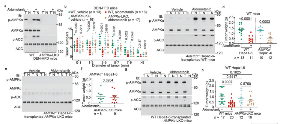 图2 AMPK 在para- HCC 中对醛美替尼诱导的 HCC 抑制起主导作用