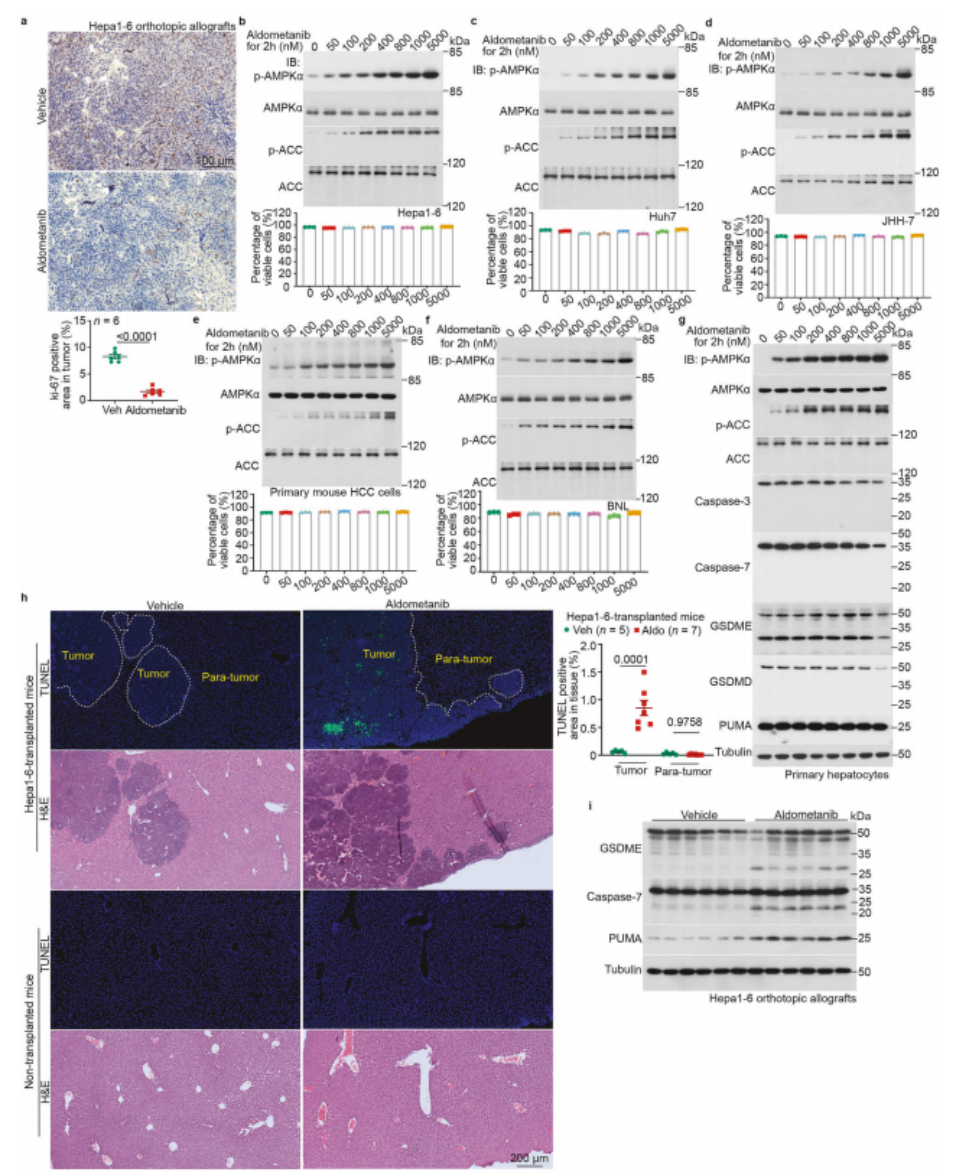 图3 阿来替尼在体内特异性诱导 HCC 组织细胞毒性