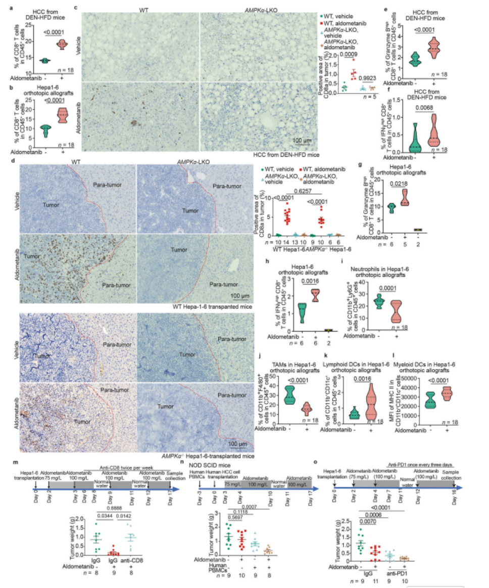 图4 阿来替尼诱导CD8+ T细胞浸润肿瘤