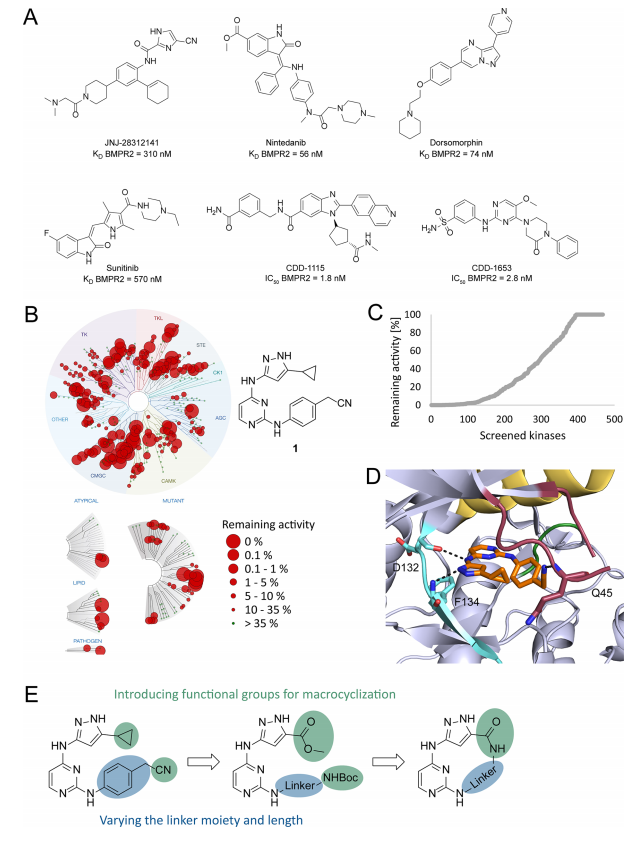 图 1：现有 bmpr2 抑制剂、化合物 1 的特性及大环化合成策略