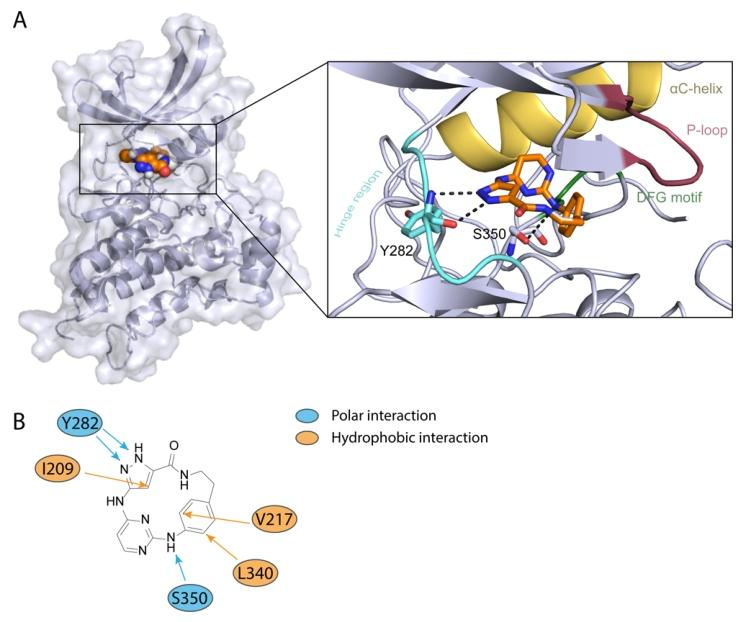 图 4：化合物 8a 与 BMPR2 的分子对接结合模式