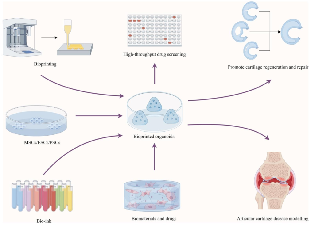 图 1:生物打印类器官的构建与应用