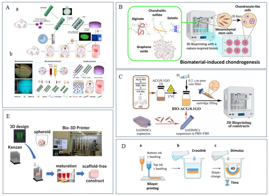 图 3:数字光处理生物打印的应用