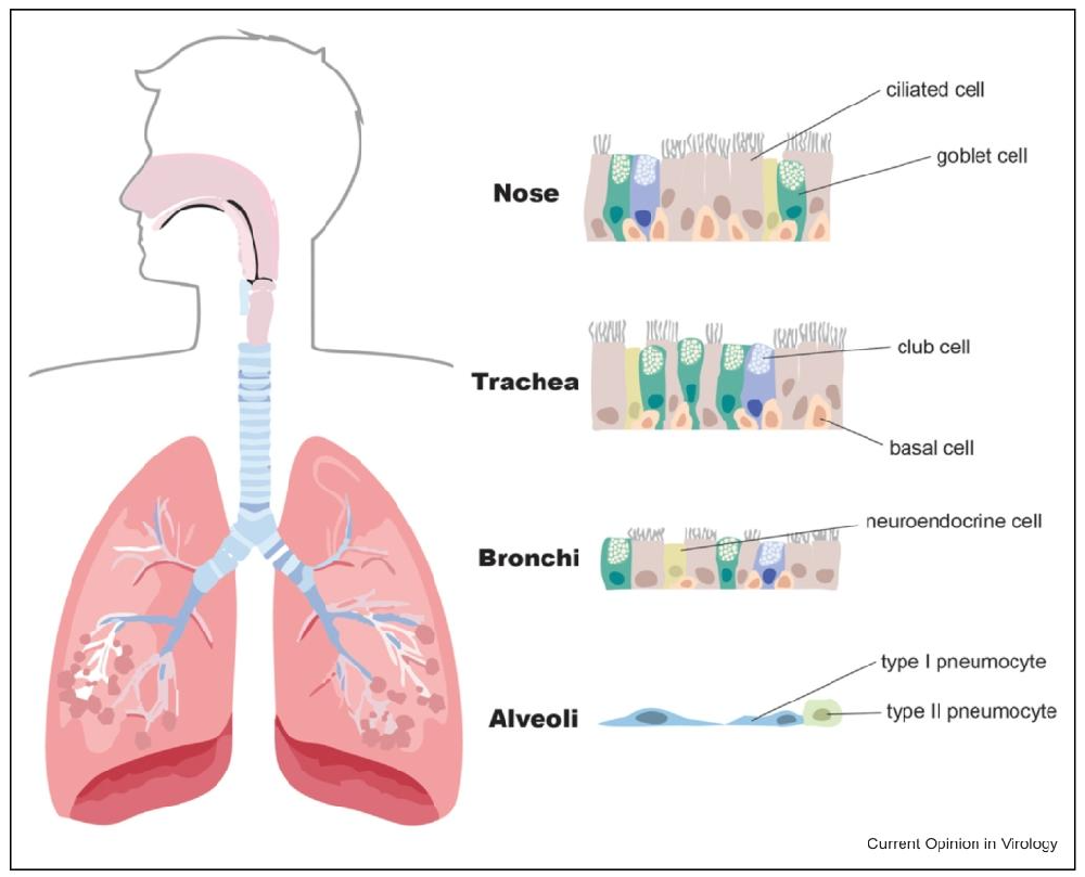 图 1：呼吸道解剖结构及上皮细胞组成