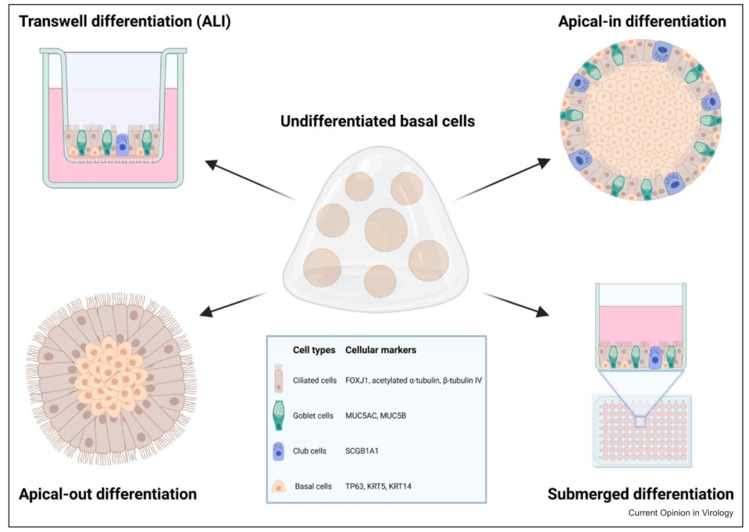 图 2：基底细胞分化为呼吸道类器官的方法