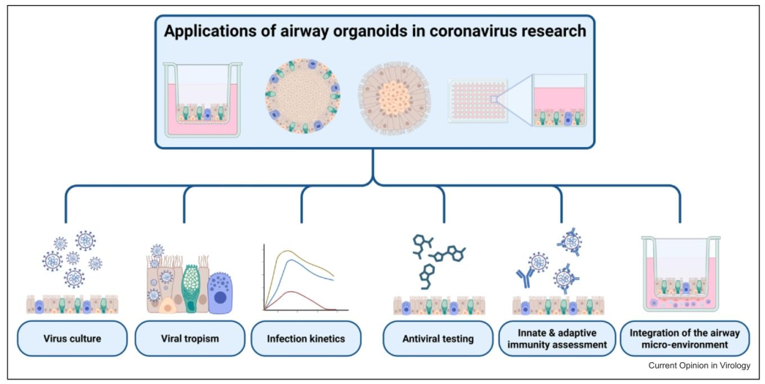 图 3：呼吸道类器官在冠状病毒研究中的应用