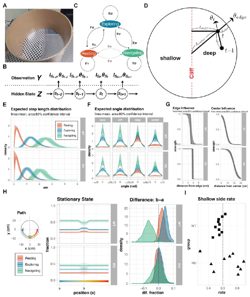 图 1:HMM 模型与 WT、RD 小鼠行为差异