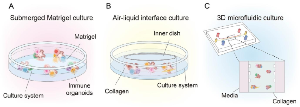 图 1:免疫类器官的培养方法