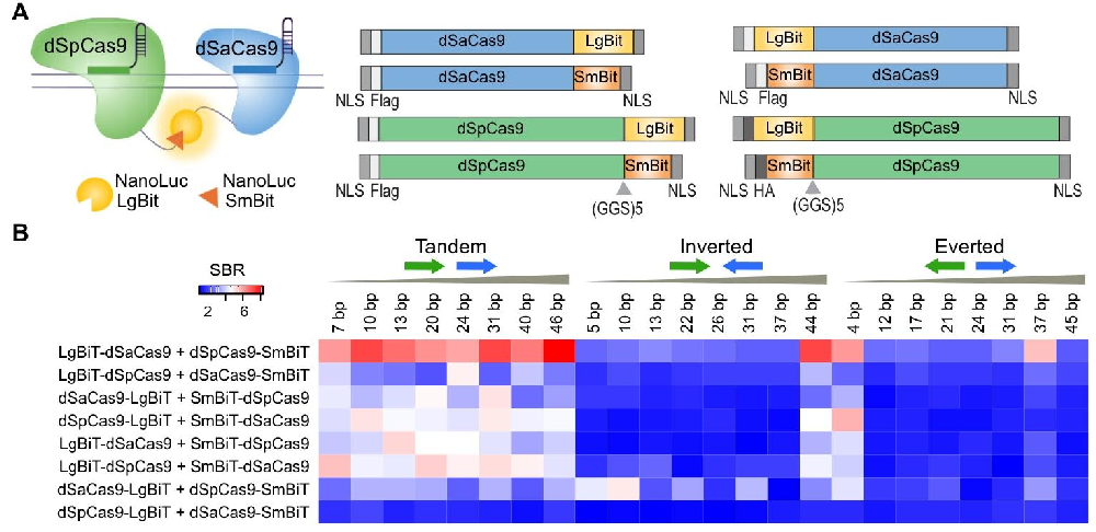 图1：双 dCas9 生物传感器的工程优化与筛选