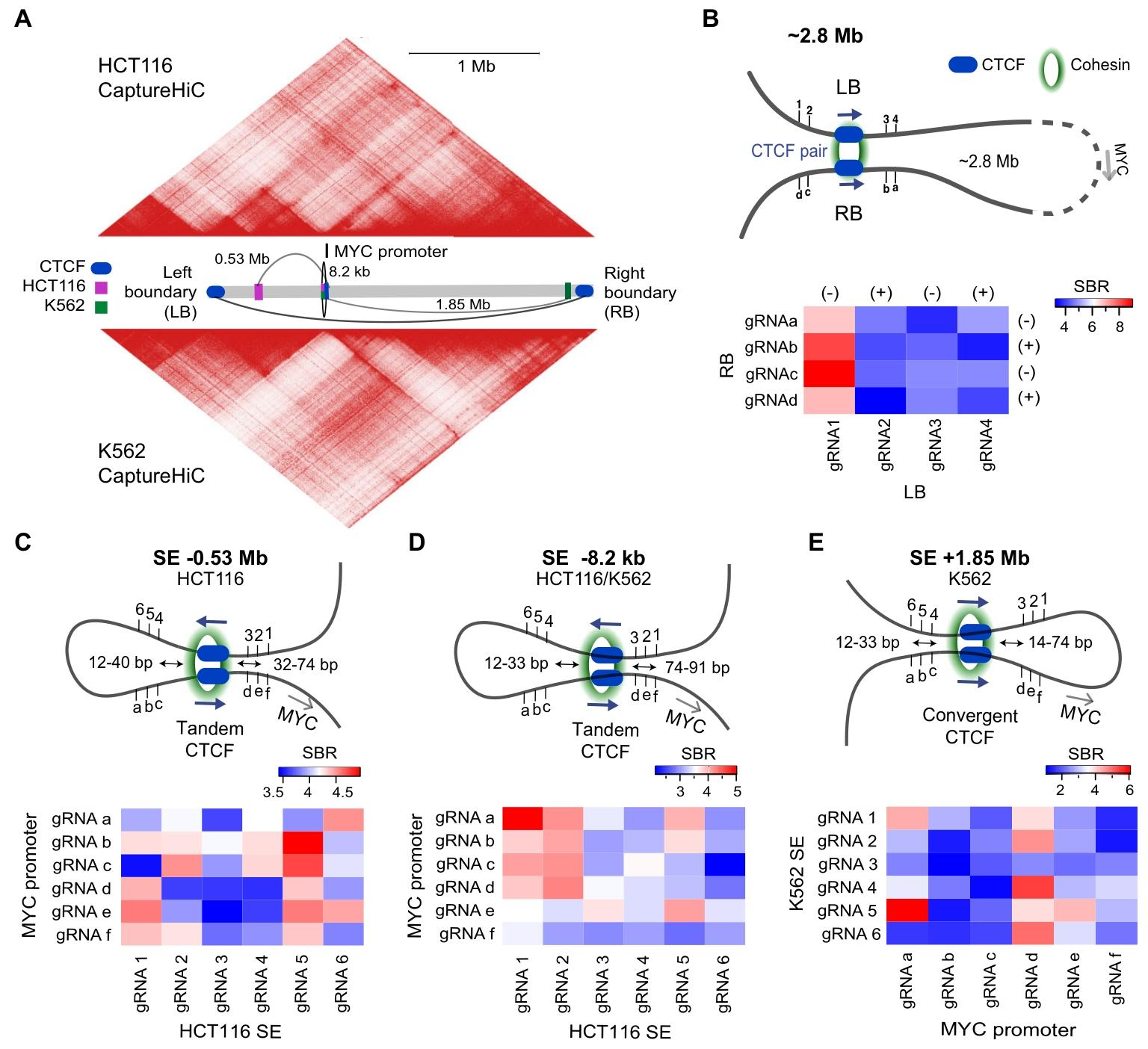 图2：MYC TAD 边界及细胞类型特异性启动子 - 超级增强子环的生物传感检测
