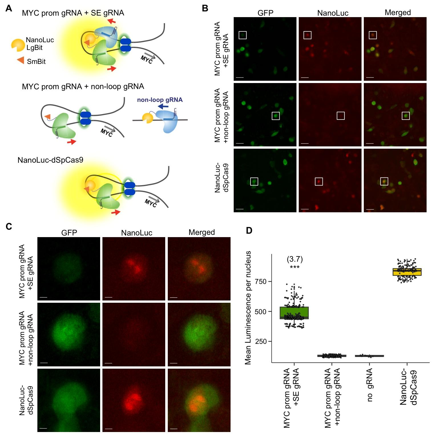 图3：活细胞中 MYC 启动子 - 超级增强子环的低光成像验证